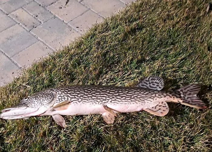 Retro Lakefront House With A Dock Chalet *